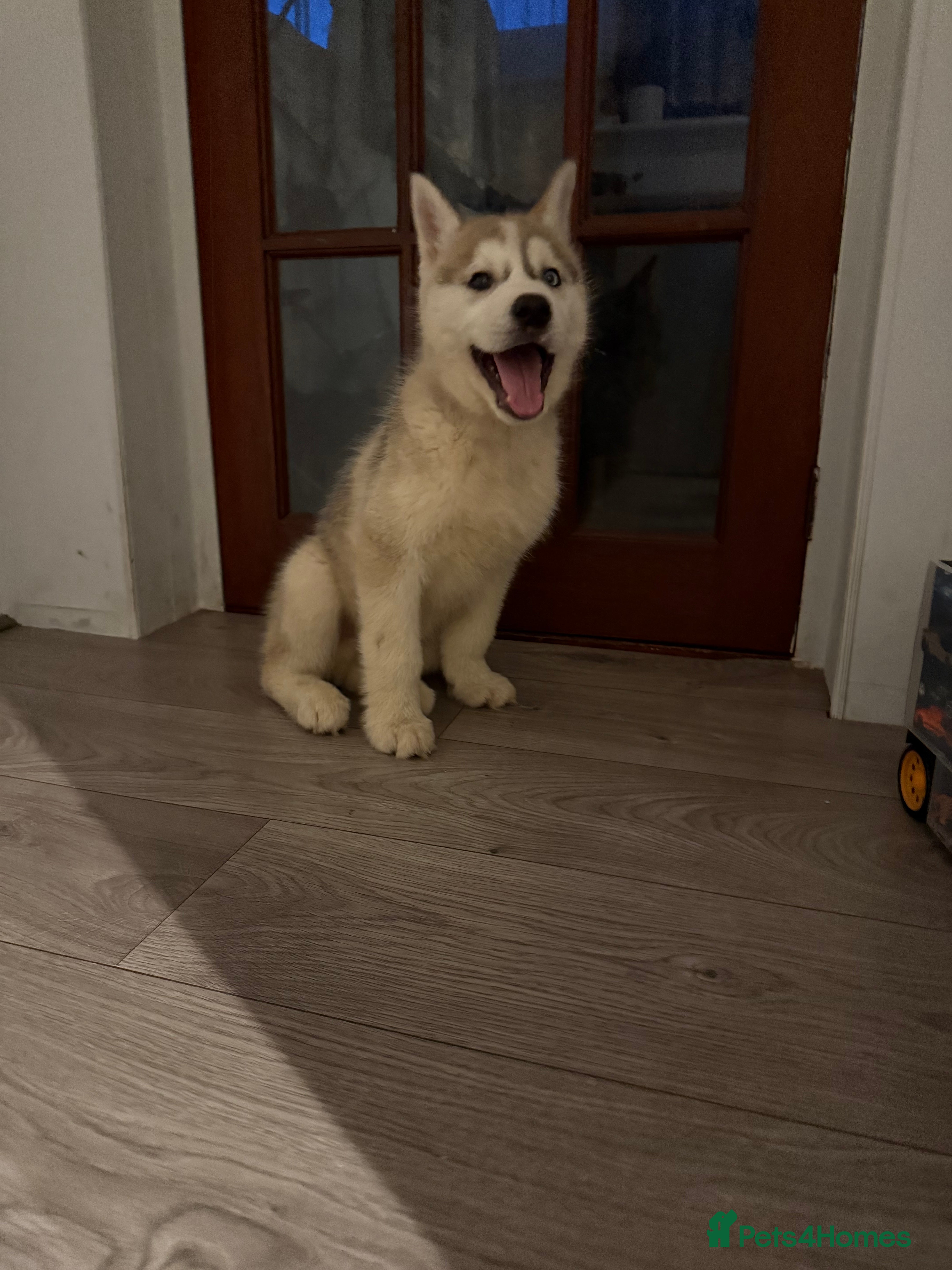 Siberian Husky dogs Puppies Siberian Huskies one boy available  - Advert 4
