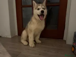 Siberian Husky dogs Puppies Siberian Huskies one boy available - Advert 4