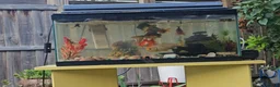 Pond Fish fish for sale: Beautiful, colorful mixed ornamental fish in London - Advert 6