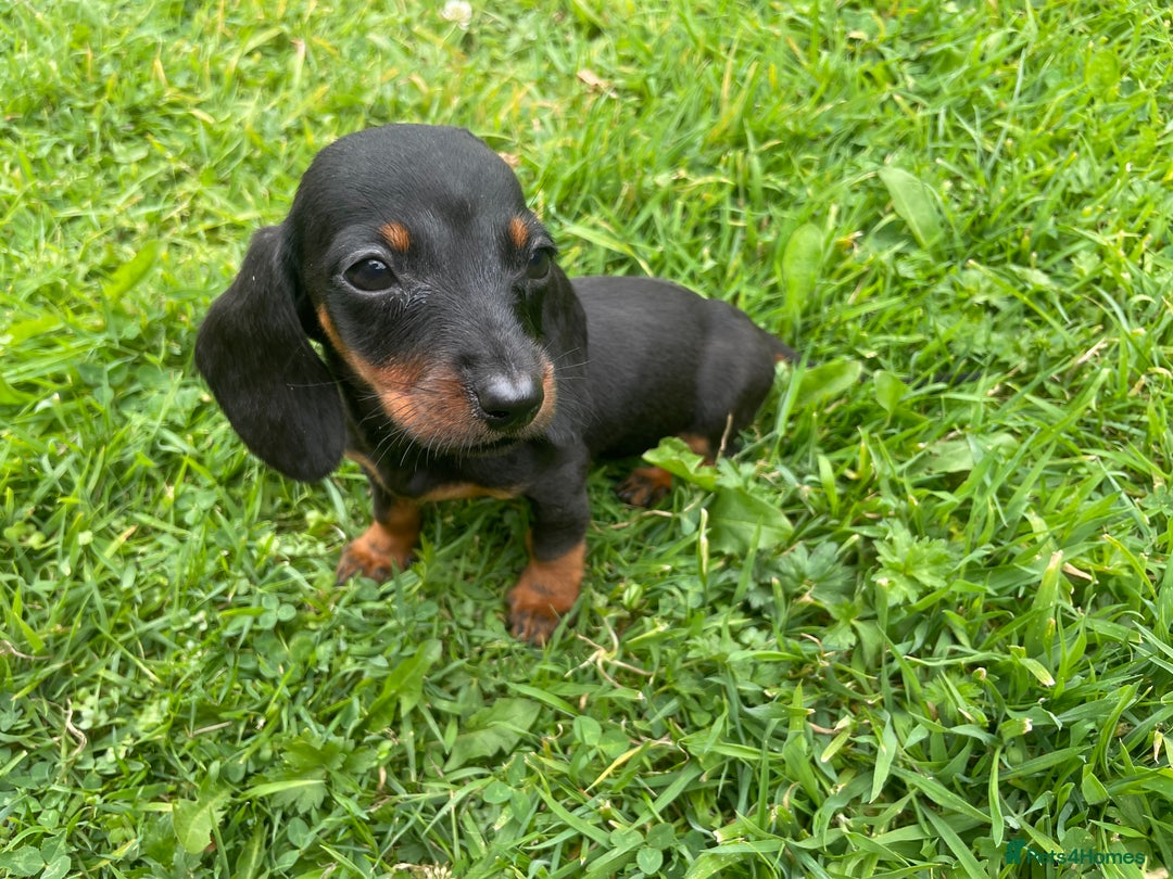 Dachshund dogs for sale: Only One Adorable Dachshund Left Now 🐶 - Image 5