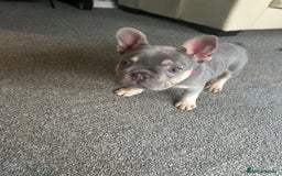 French Bulldog dogs for sale: *READY TO LEAVE* stunning lilac/tan girl frenchie - Image 32
