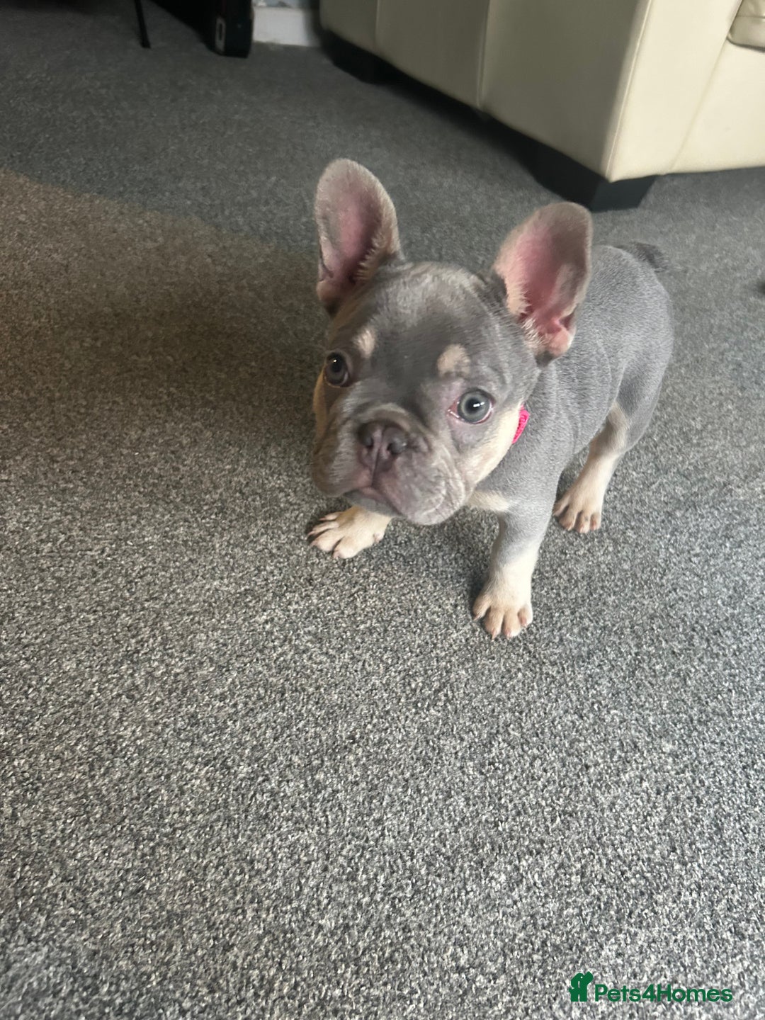 French Bulldog dogs for sale: *READY TO LEAVE* stunning lilac/tan girl frenchie - Image 32