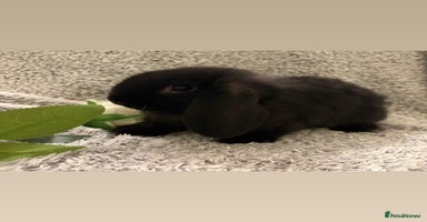 Mini Lop rabbits Mini lop bucks  - Advert 11