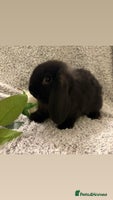 Mini Lop rabbits Mini lop bucks - Advert 3