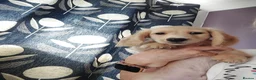 Miniature Dachshund dogs for sale: PEDIGREE CREAM LONG HAIRED MINI DACHSHUND - Advert 6