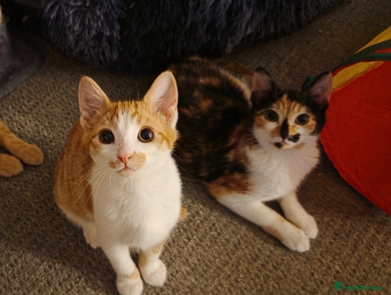 Mixed Breed cats for sale: Cats 🧡 - Advert 3