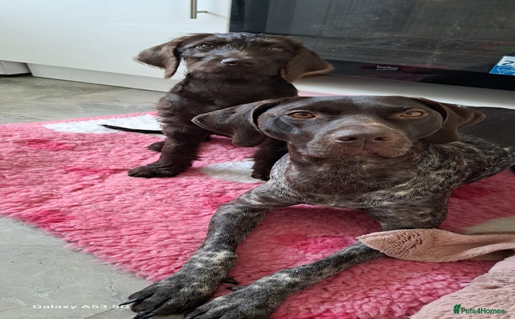Mixed Breed dogs in Cumnock - Advert 3