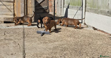 Dachshund dogs - Advert 9