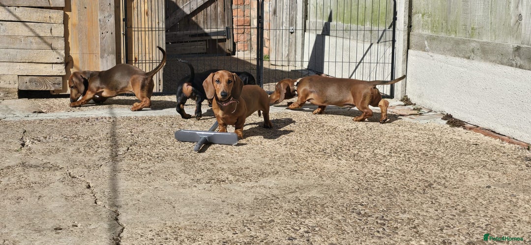 Dachshund dogs for sale: "READY GO STUNING 5 STANDARD DACHSHUND PUPPIES  - Image 8