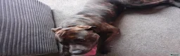 Presa Canario dogs for sale: Tyson in Hawick - Advert 3
