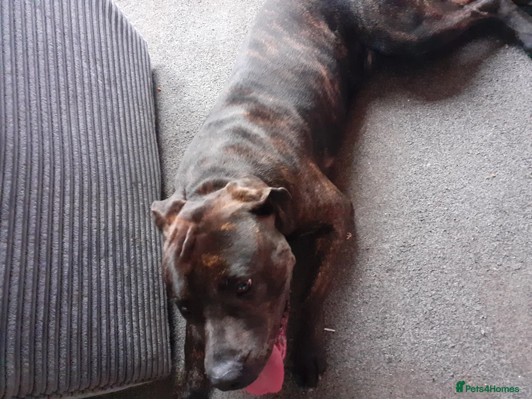 Presa Canario dogs for sale: Tyson in Hawick - Advert 3