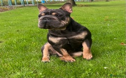 French Bulldog dogs for stud:  **  French Bulldog Stud - Image 8