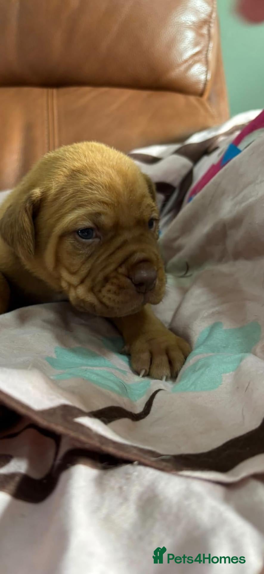 Dogue De Bordeaux dogs Dogue de bordeaux - Advert 3