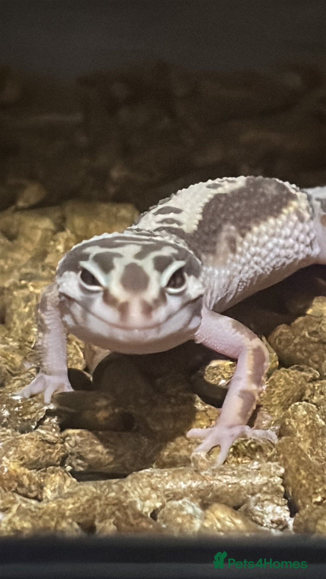 Leopard Gecko reptiles for sale: Snow Leopard gecko for sale with full set up - Image 5