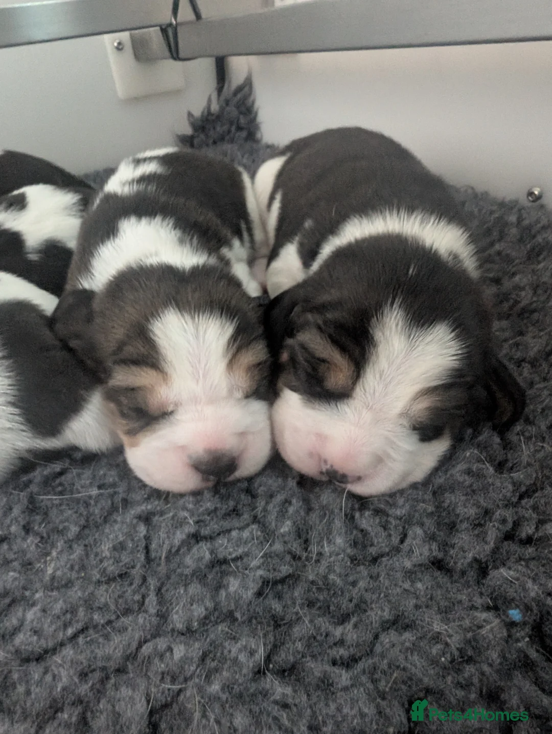 Beagle dogs for sale: Kc registered champion show line beagle puppies  - Advert 1