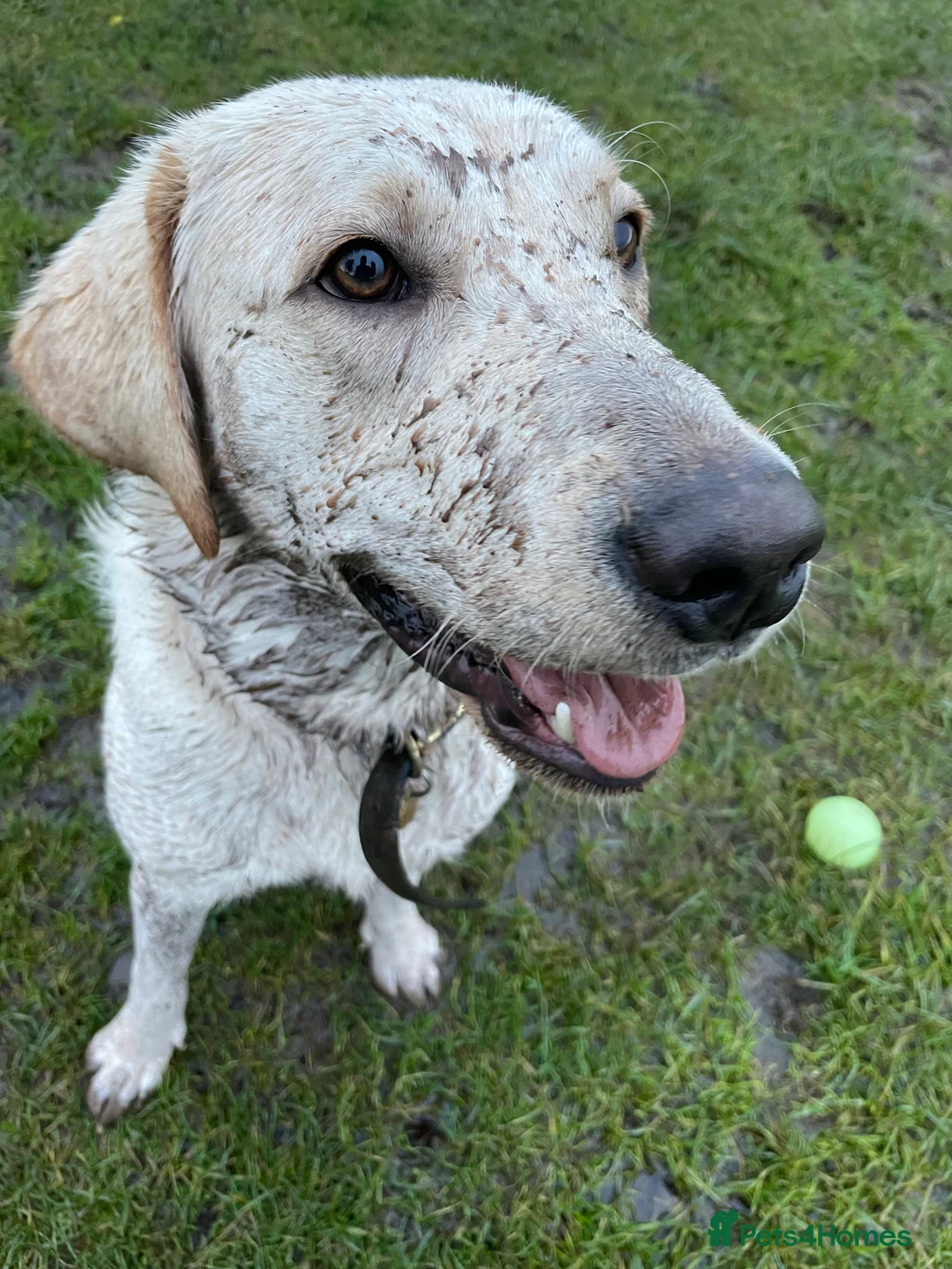 Labrador Retriever dogs for sale: Family home for Milo in Bristol - Advert 2