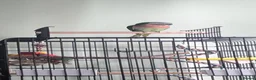 Parrots birds for sale: Kiki Moustache Parrot  in Kidderminster - Advert 5
