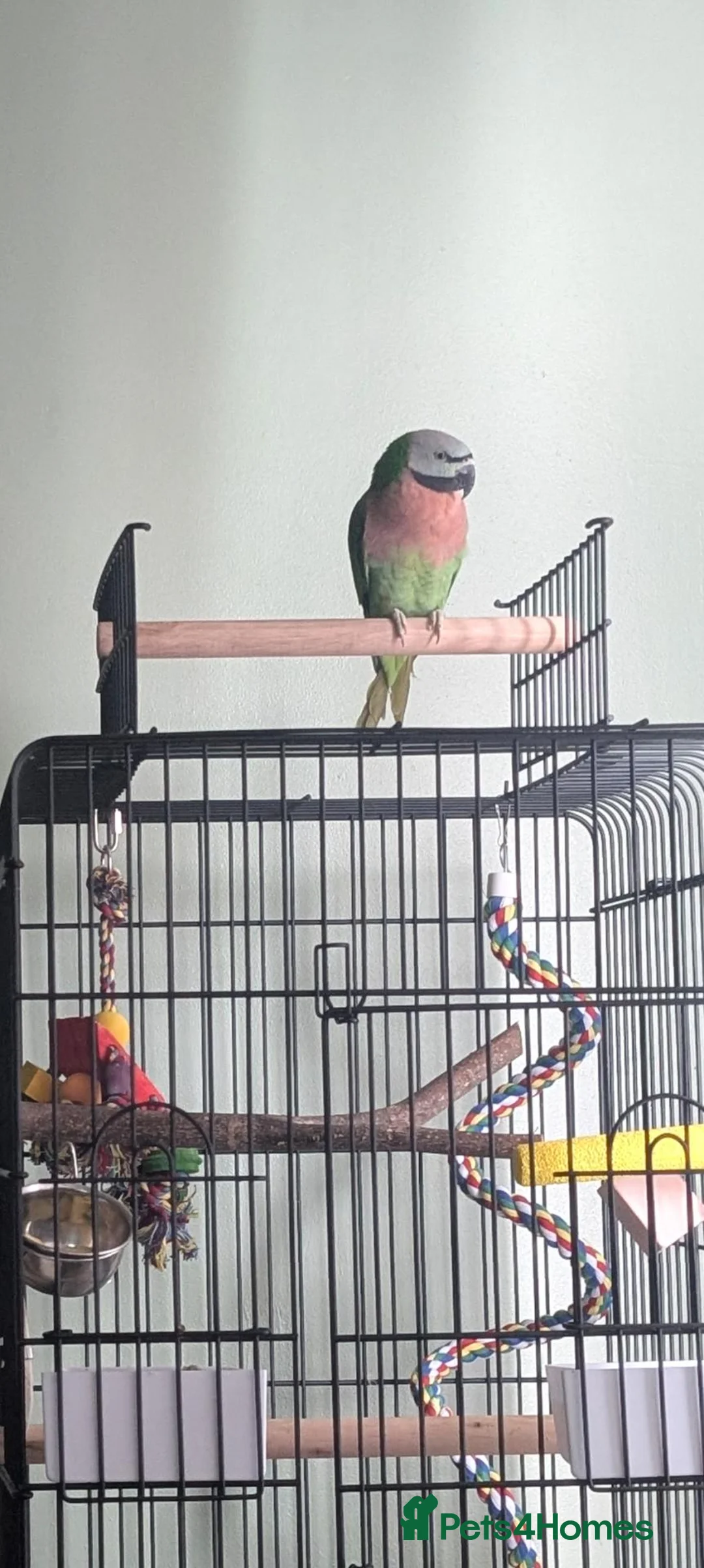 Parrots birds for sale: Kiki Moustache Parrot  in Kidderminster - Advert 5