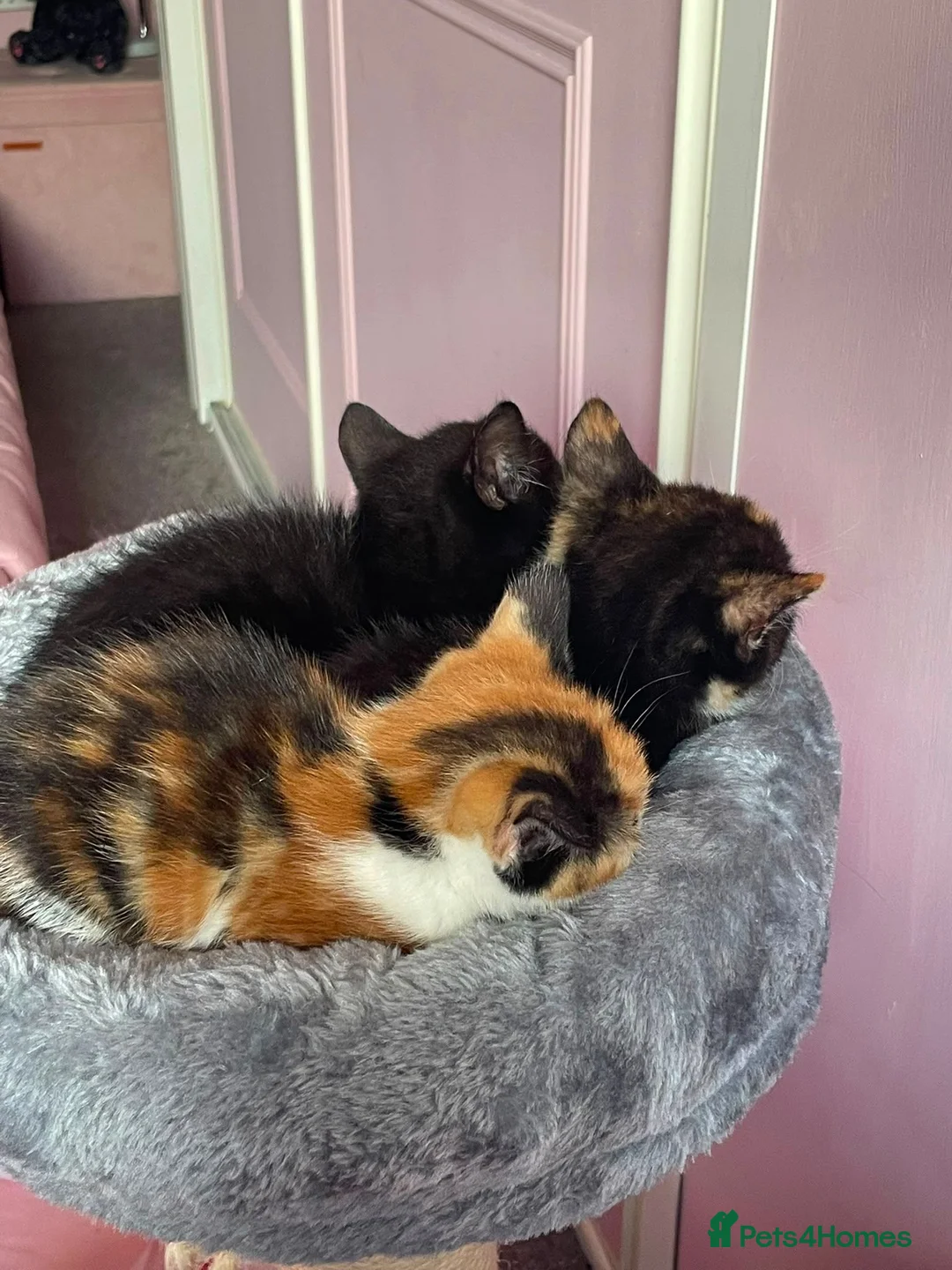 Mixed Breed cats for sale: Beautiful kittens for sale in Glasgow - Advert 2