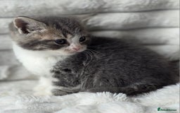 British Shorthair cats for sale: Gorgeous British Short-hair cross Kittens  - Image 24