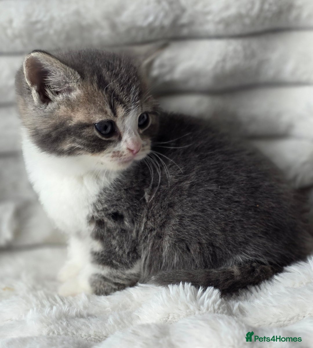 British Shorthair cats for sale: Gorgeous British Short-hair cross Kittens  - Image 24