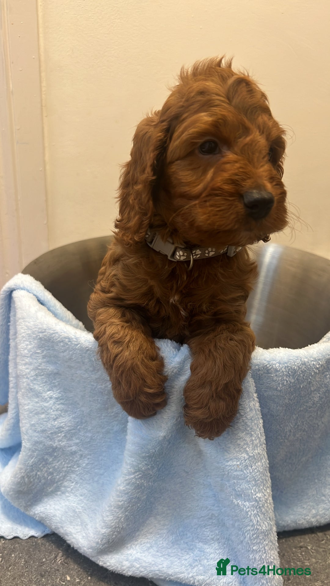 Cockapoo dogs for sale: FOX RED COCKAPOOS ⭐️⭐️ - Advert 7