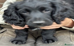 Mixed Breed dogs for sale: Sprockapoo Puppies in Bargoed - Image 5