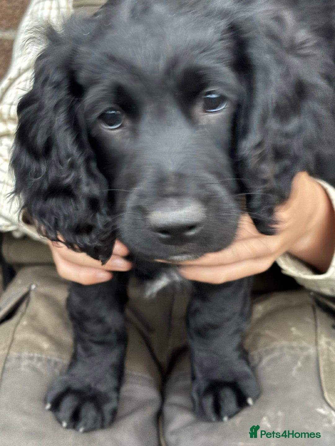 Mixed Breed dogs for sale: Sprockapoo Puppies in Bargoed - Image 5