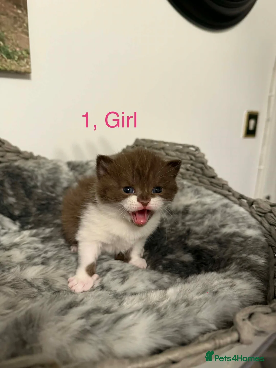 British Shorthair cats for sale: BSH kittens💚💙💜🧡🎀🎀🎀 - Advert 17