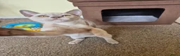 Burmese cats for sale: Gorgeous Pedigree Burmese Kittens - Advert 25