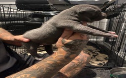 Staffordshire Bull Terrier dogs for sale: Blue staffie pupz - Image 5