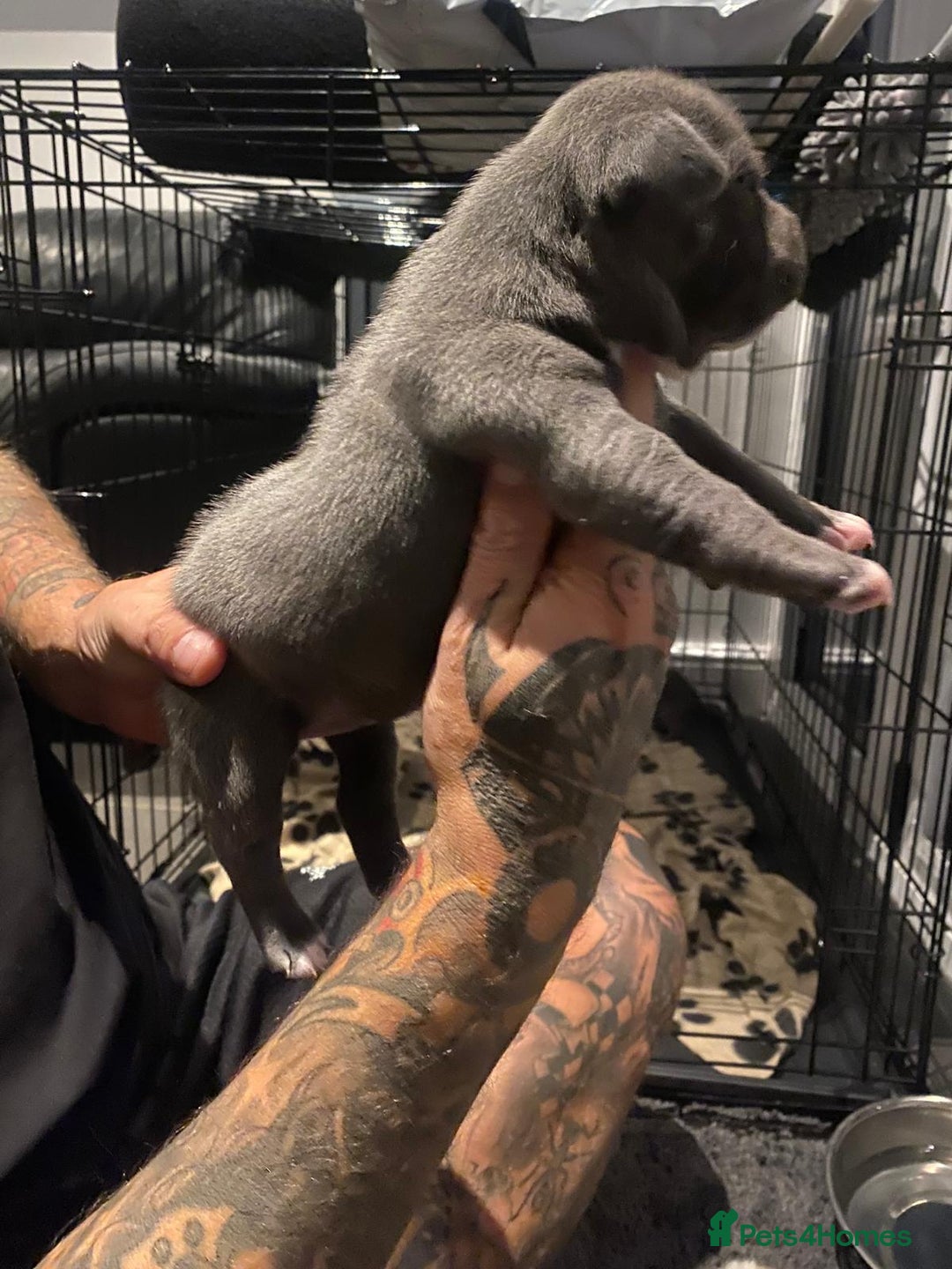 Staffordshire Bull Terrier dogs for sale: Blue staffie pupz - Image 5