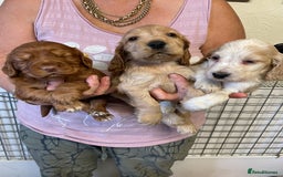 Cocker Spaniel dogs for sale: SHOW TYPE COCKER SPANIEL PUPS - Image 3