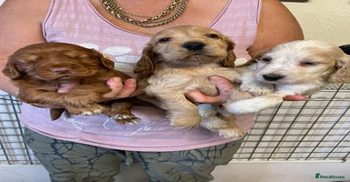 Cocker Spaniel dogs - Advert 9