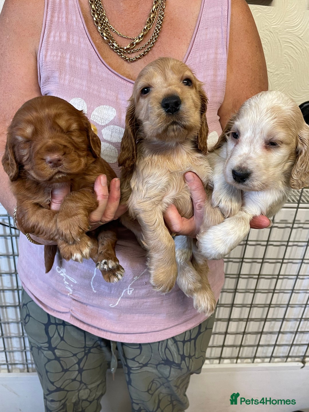 Cocker Spaniel dogs for sale: SHOW TYPE COCKER SPANIEL PUPS - Image 3