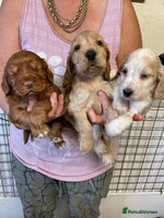 Cocker Spaniel dogs - Advert 3