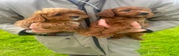 Cavapoo dogs for sale: Adorable Cavapoo Puppies Looking for Forever Homes in Rochdale - Advert 6