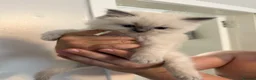 Ragdoll cats for sale: Ragdoll kittens - Advert 16