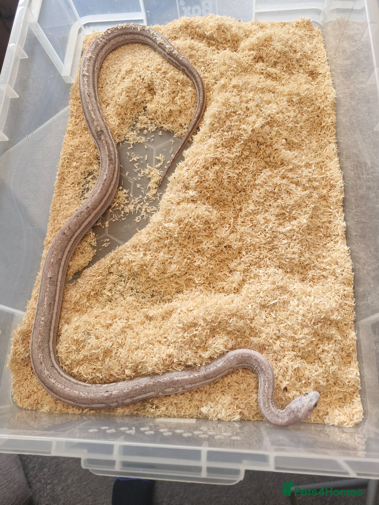 Corn Snake reptiles Cornsnake scaleless ghost hypo anery tessera male - Advert 2