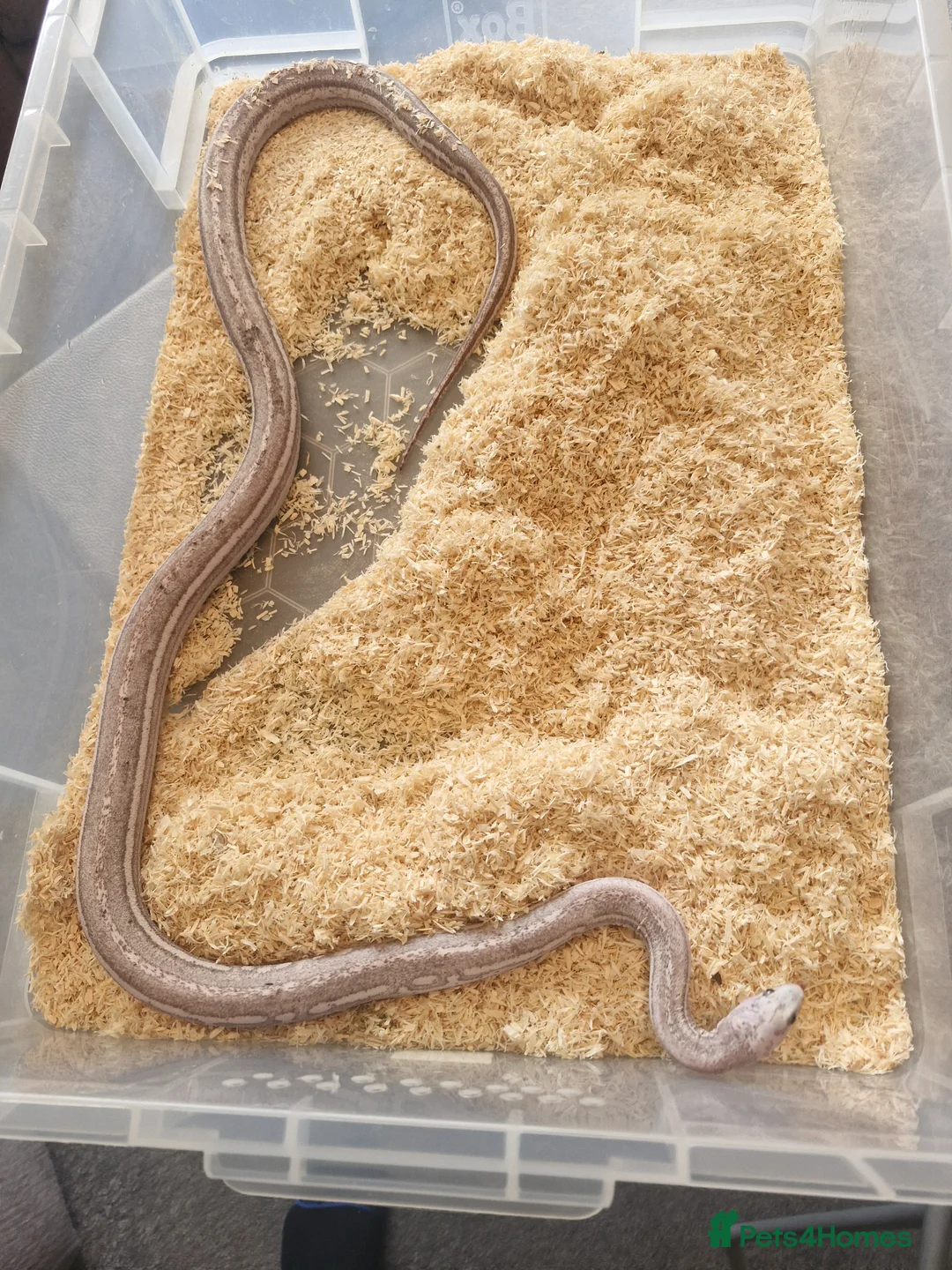 Corn Snake reptiles for sale: Cornsnake scaleless ghost hypo anery tessera male - Advert 1