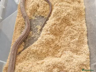 Corn Snake reptiles Cornsnake scaleless ghost hypo anery tessera male - Advert 5