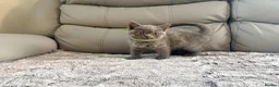 British Longhair cats for sale: British long hair kittens  - Advert 12