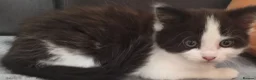 Mixed Breed cats for sale: Lovely & Playful Kittens looking for a New home!  - Advert 5