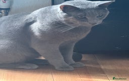 Russian Blue cats for stud: Pure Russian Blue Stud Available for Mating in Chessington - Image 2