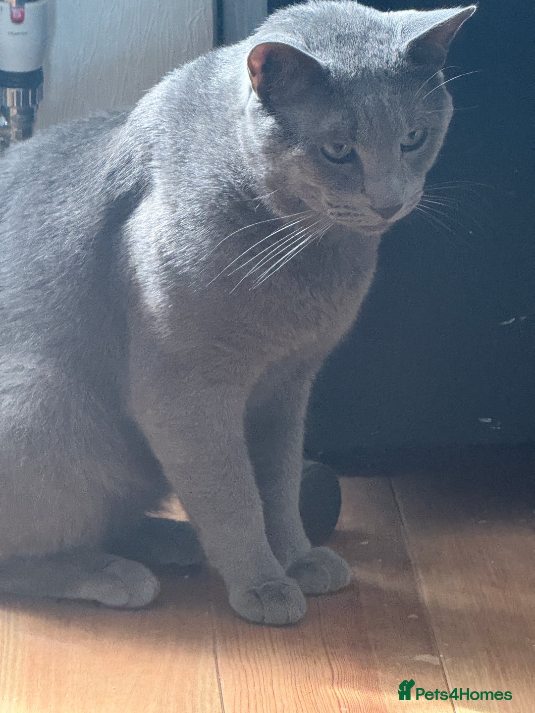 Russian Blue cats for stud: Pure Russian Blue Stud Available for Mating in Chessington - Image 2