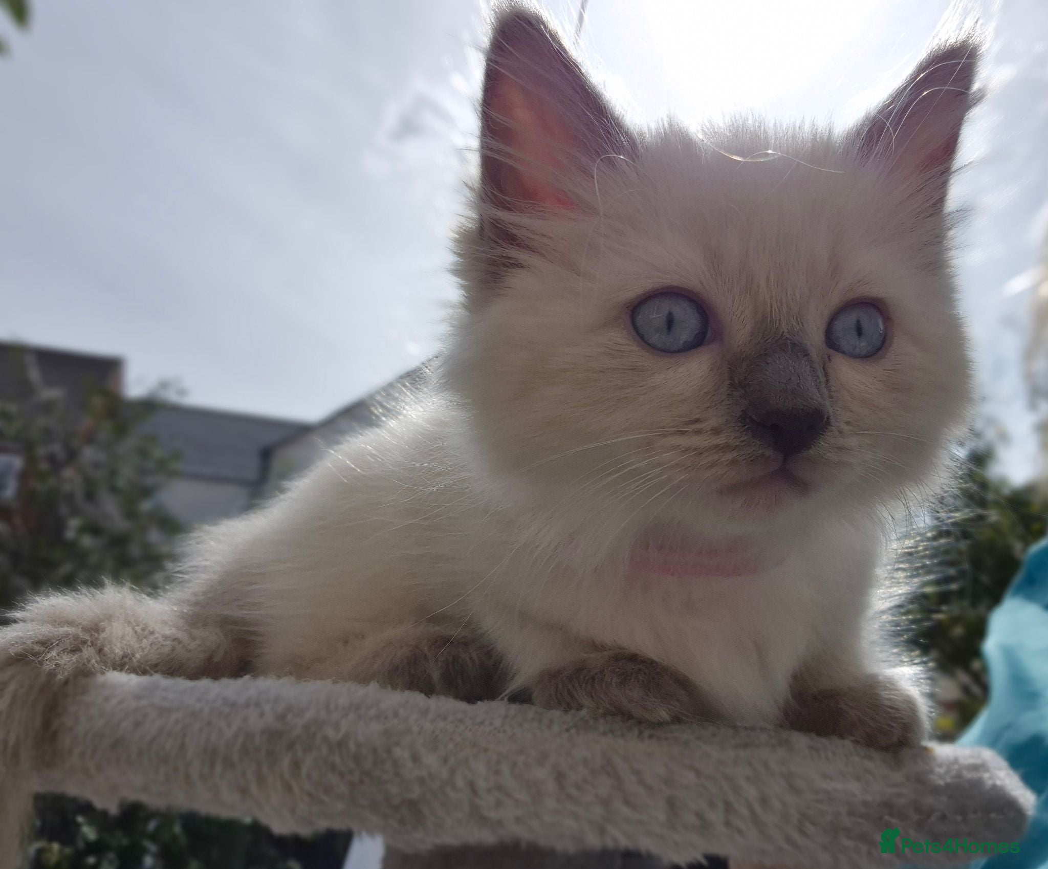 Ragdoll cats 💙 Blue Point Ragdolls 💙 - Advert 1