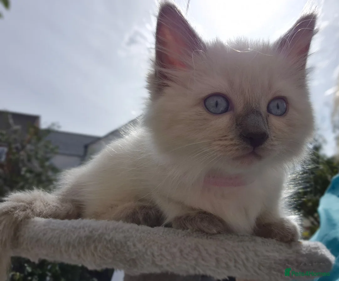 Ragdoll cats for sale: 💙 Blue Point Ragdolls 💙 - Advert 2