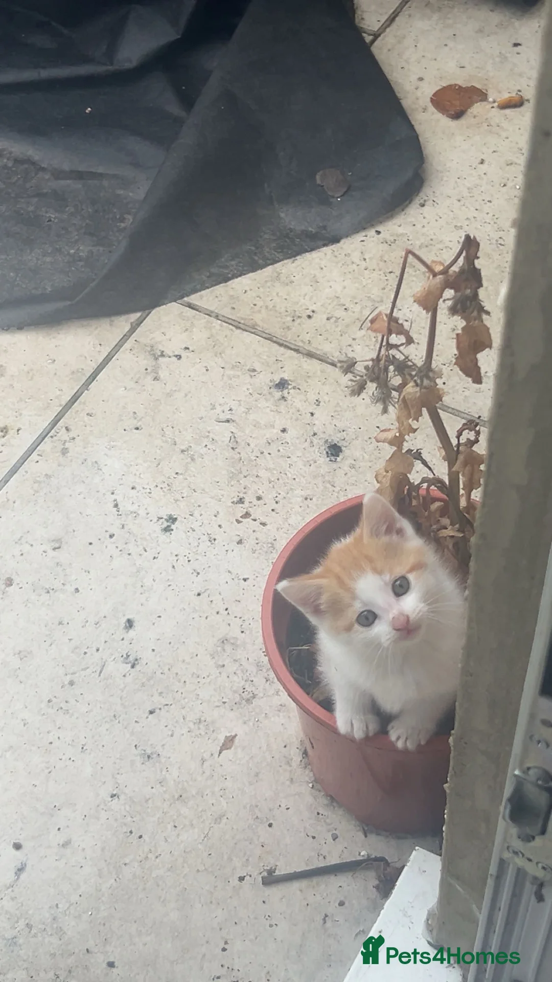 British Shorthair cats for sale: Four 10 weeks old Kittens  in Greenford - Advert 2