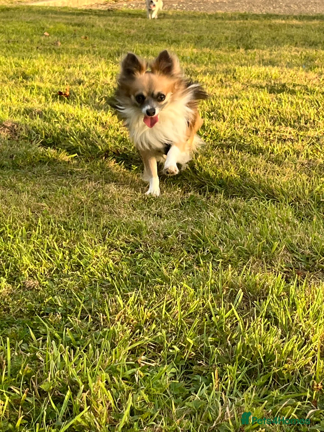 Chihuahua dogs for stud: Proven Chihuahua stud in Newport - Advert 2