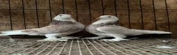 Pigeons birds for sale: FANCY WEST OF ENGLAND TUMBLERS  - Advert 21